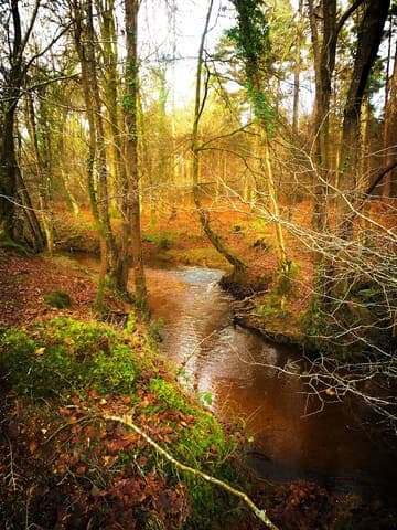 Highland Water Inclosure — Ancient woodland in Near Lyndhurst, photo 1 of 2