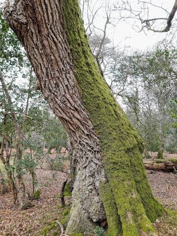 Highland Water Inclosure — Ancient woodland in Near Lyndhurst, photo 2 of 2