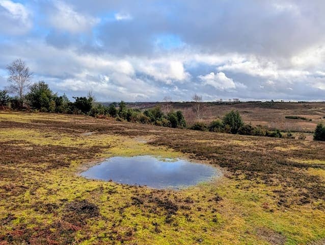 Godshill Inclosure — Heathland in Near Lyndhurst, photo 1 of 2
