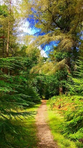 Godshill Inclosure — Heathland in Near Lyndhurst, photo 2 of 2