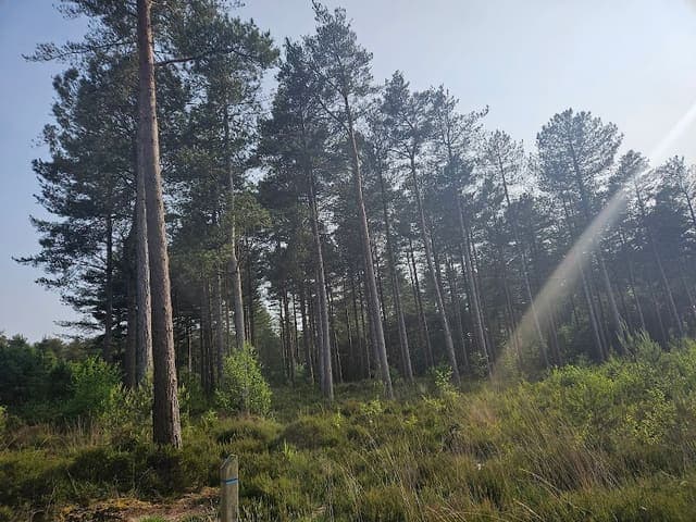 Hurn Forest — Woodland in Near Lyndhurst, photo 1 of 2