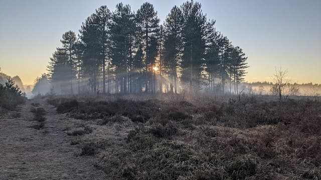 Hurn Forest — Woodland in Near Lyndhurst, photo 2 of 2