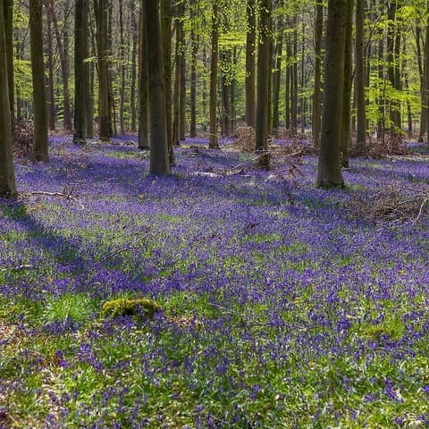 Bentley Wood — Nature reserve in Near Lyndhurst, photo 2 of 2