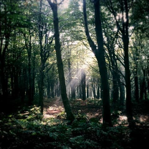 Brighstone Forest — Mixed woodland in Near Lyndhurst, photo 2 of 2