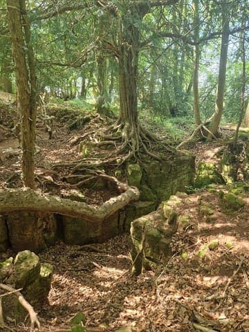 Hope Wood — Woodland in Forest of Dean