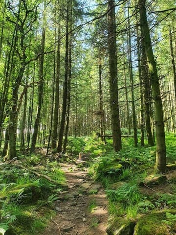 Chepstow Park Wood — Ancient woodland in Forest of Dean, photo 1 of 2
