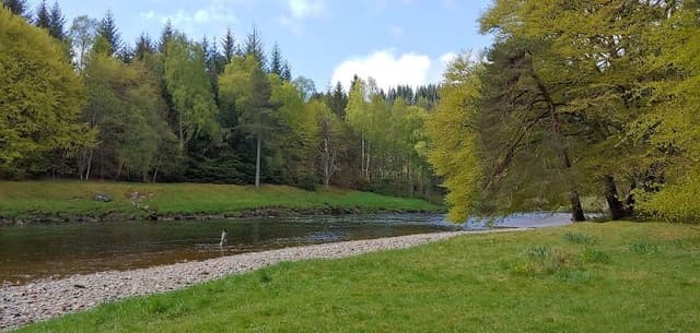Slewdrum Forest — Ancient woodland in Near Banchory, photo 2 of 2