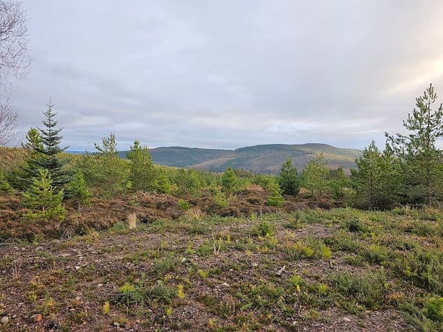 Teindland Wood (Teindland Forest) — Conifer plantation in Near Rothes, photo 1 of 2