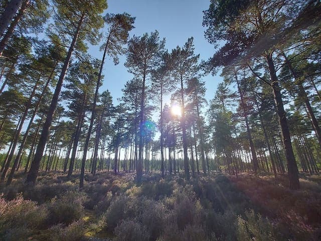 Culbin Forest — Woodland in Near Forres, photo 2 of 2