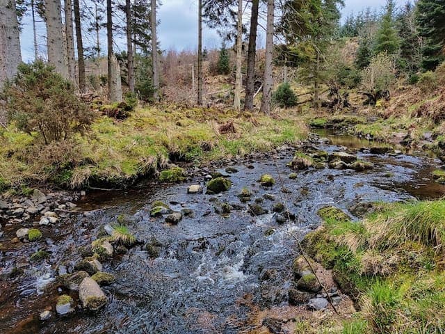 Durris Forest — Conifer plantation in Near Banchory, photo 1 of 2