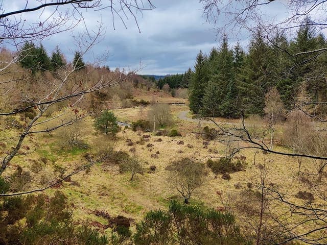 Durris Forest — Conifer plantation in Near Banchory, photo 2 of 2