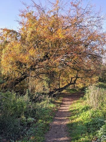 Houghton Forest — Mixed woodland in Near Rudgwick, photo 1 of 2