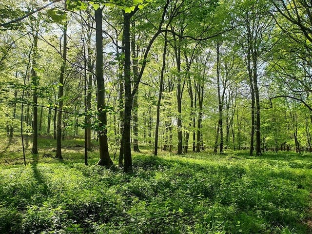 Houghton Forest — Mixed woodland in Near Rudgwick, photo 2 of 2