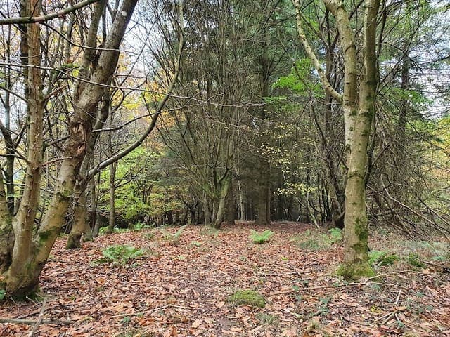 Highmeadow Woods — Mixed woodland in Forest of Dean, photo 1 of 2
