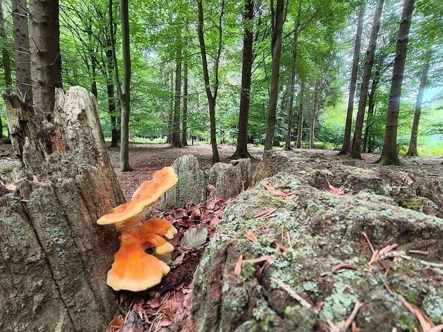 Oakenhill Wood — Heathland in Forest of Dean