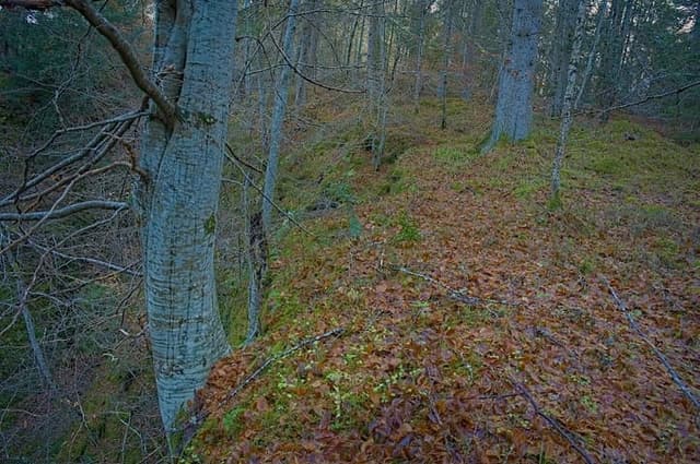 Cawdor Wood — Ancient woodland in Near Forres, photo 1 of 2