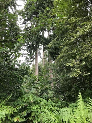 Flaxley Wood — Ancient woodland in Forest of Dean, photo 1 of 2