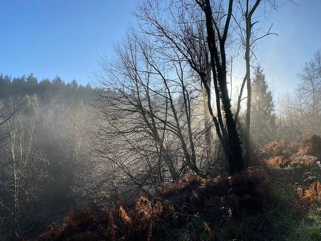 Flaxley Wood — Ancient woodland in Forest of Dean, photo 2 of 2