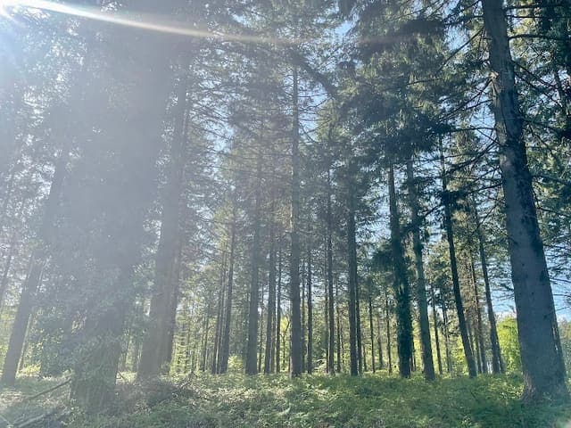 Stansted Forest — Ancient woodland in Surrey area, photo 1 of 2