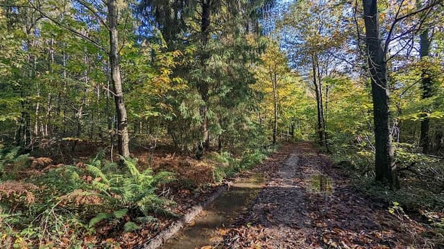 Stansted Forest — Ancient woodland in Surrey area, photo 2 of 2