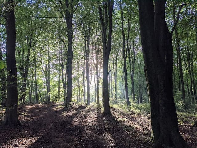Chawton Park Wood — Mixed woodland in Surrey area, photo 1 of 2