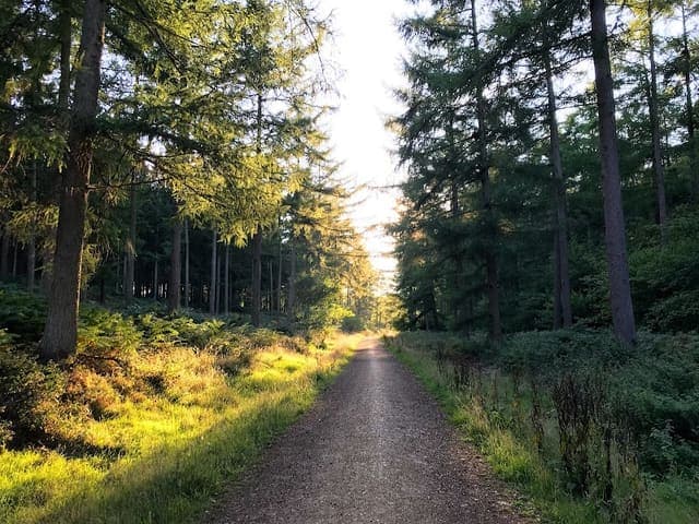 Chawton Park Wood — Mixed woodland in Surrey area, photo 2 of 2
