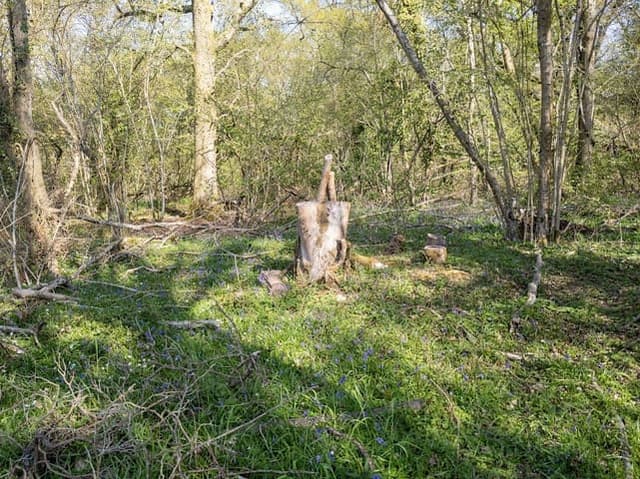 Botley Wood — Nature reserve in Near Lyndhurst, photo 2 of 2