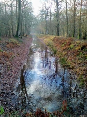 Sidney Wood — Broadleaf woodland in Near Rudgwick, photo 1 of 2