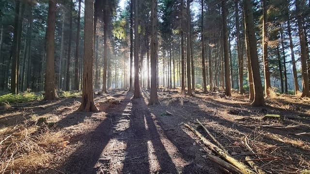 Redlands Wood — Mixed woodland in Near Rudgwick, photo 1 of 2