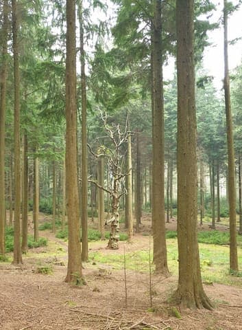 Redlands Wood — Mixed woodland in Near Rudgwick, photo 2 of 2