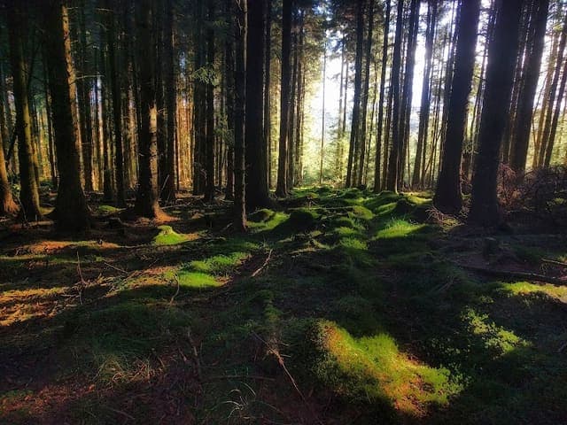 Fetteresso Forest — Mixed woodland in Near Banchory, photo 1 of 2